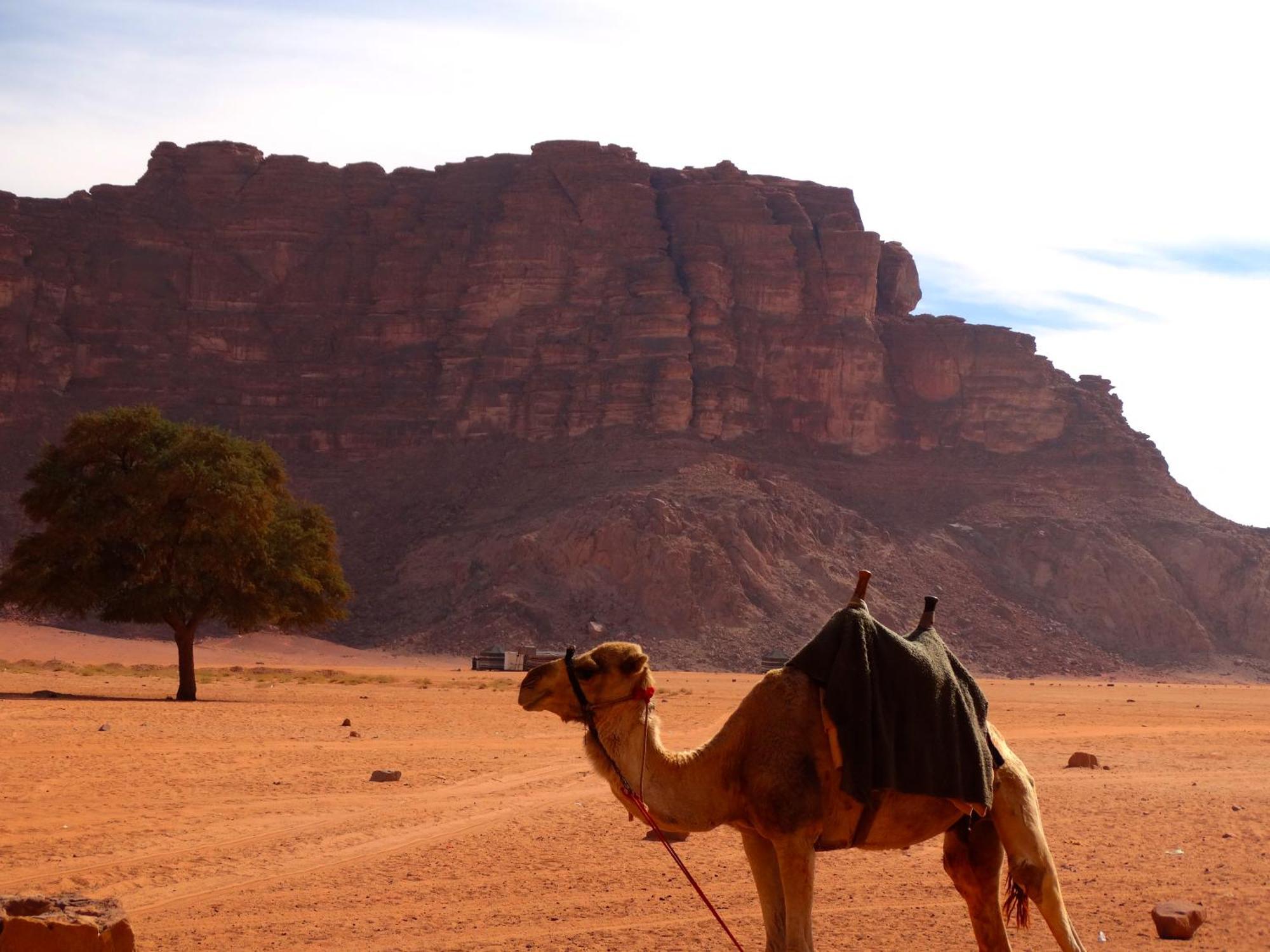 Wadi Rum View Camp Екстериор снимка